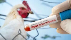 FG confirms bird flu outbreak in Kano