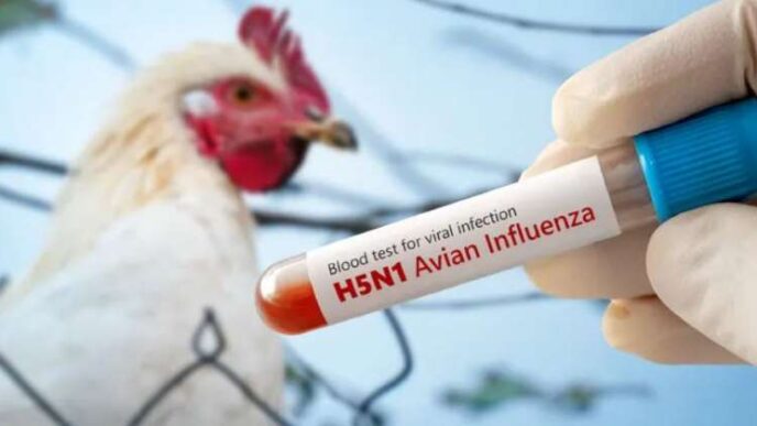 FG confirms bird flu outbreak in Kano