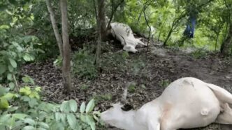 Thunder strike kills 32 cows in Ogun