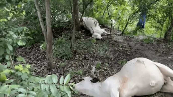 Thunder strike kills 32 cows in Ogun