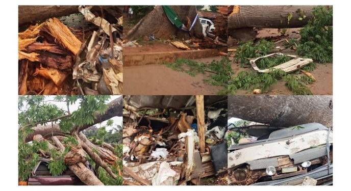 Tree collapses on two vehicles, kills 11 passengers in Enugu [PHOTO]