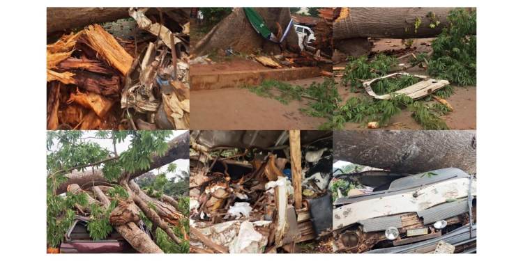 Tree collapses on two vehicles, kills 11 passengers in Enugu [PHOTO]
