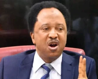 ‘Anything grows in Plateau except peace’ – Shehu Sani laments