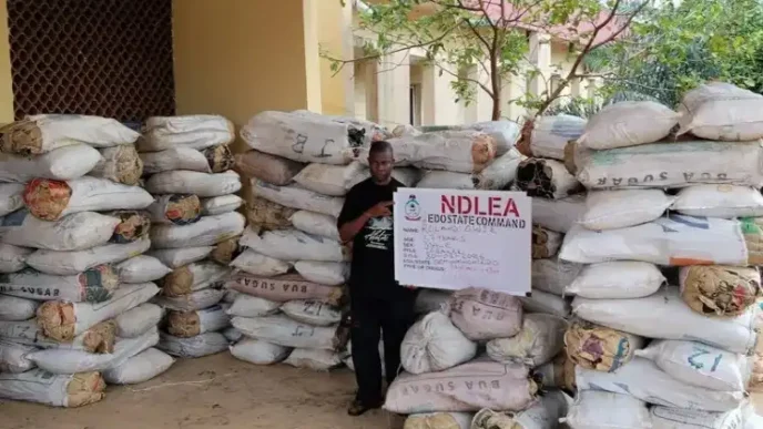 NDLEA raids drug warehouse in Edo, seizes 1,378kg
