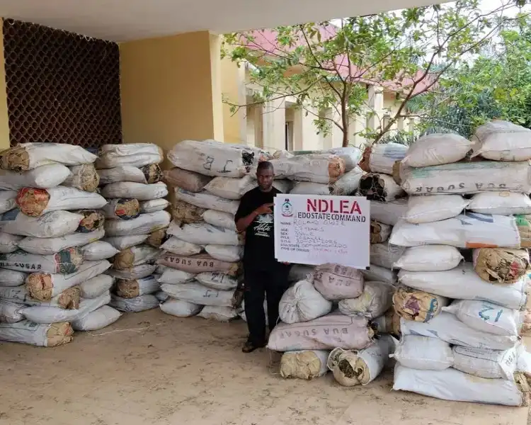 NDLEA raids drug warehouse in Edo, seizes 1,378kg