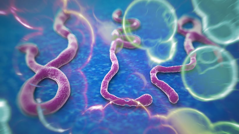 WHO declares global health emergency over Ebola outbreak in Congo, Uganda