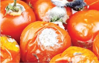 Rotten tomatoes harmful to health, Lagos warns residents