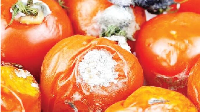 Rotten tomatoes harmful to health, Lagos warns residents