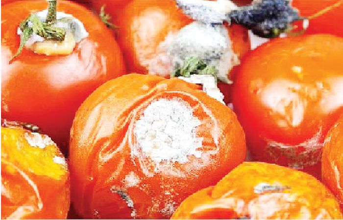 Rotten tomatoes harmful to health, Lagos warns residents